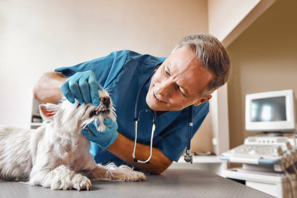 Best Emergency Wisdom Teeth Removal in Hicksville, NY